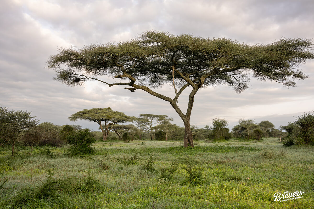 Akazien im Serengeti Nationalpark Tansania