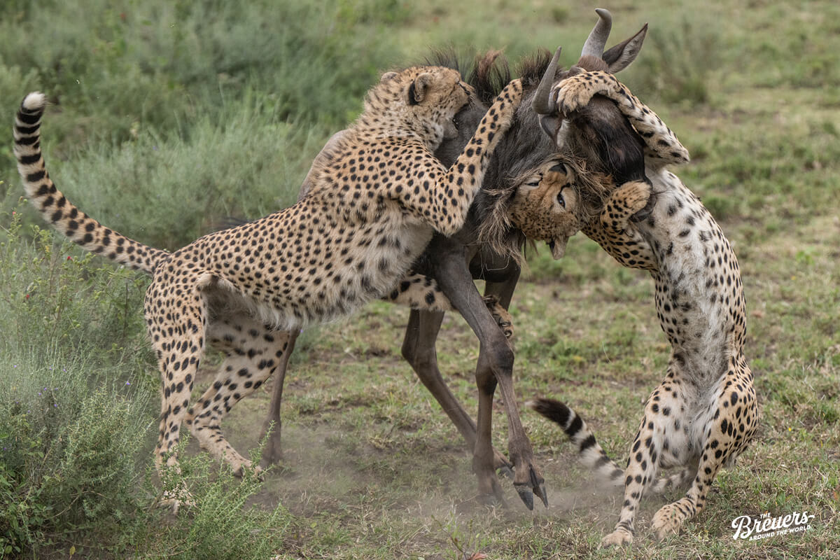 Geparden auf der Jagd nach einem Gnu in der Serengeti