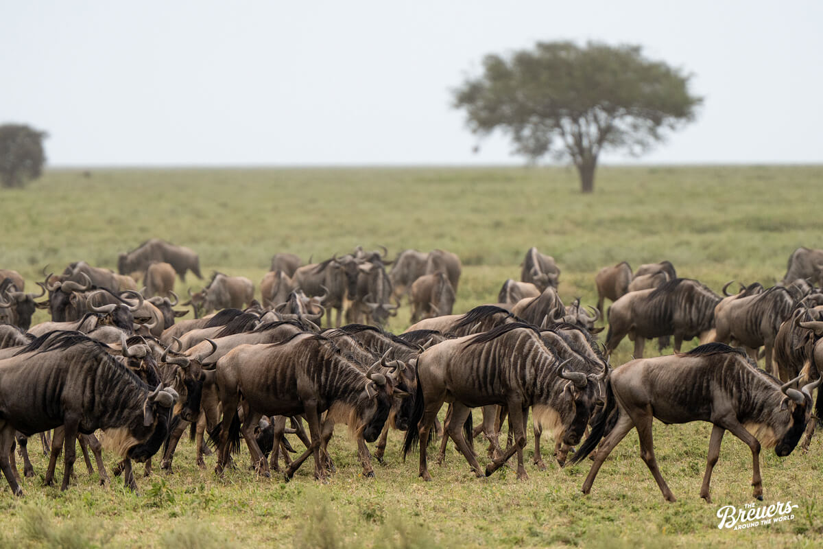 Great Migration im Serengti Nationalpark in Tansania