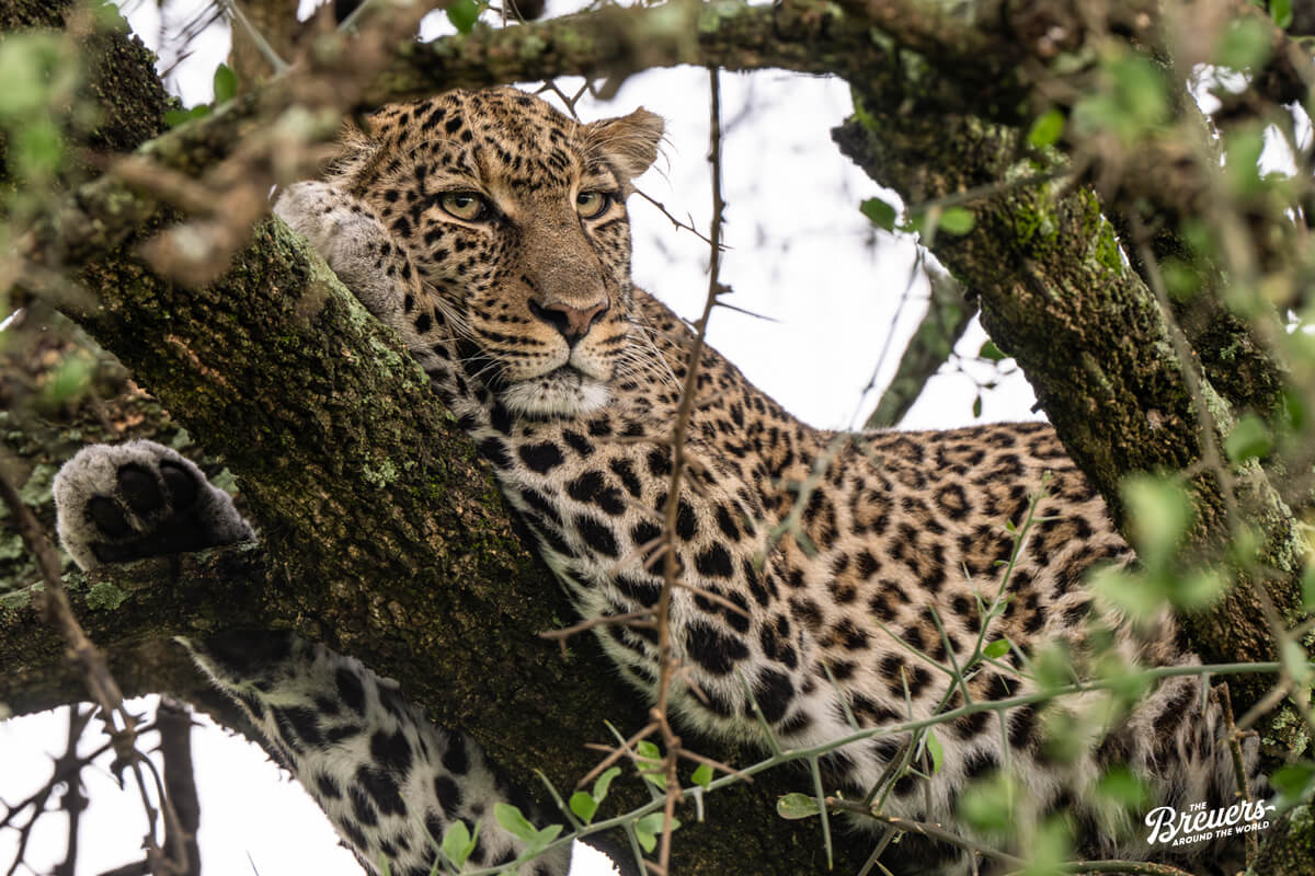 Leopardin auf einem Baum in der Serengeti Tansania