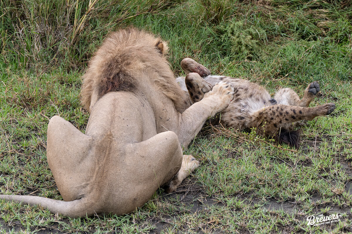 Löwe tötet eine Hyäne in der Serengeti