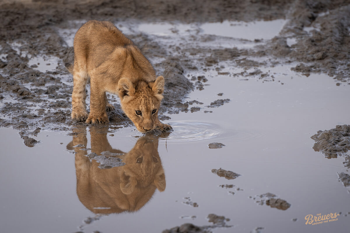 Löwen-Baby trinkt aus einem Fluss in der Serengeti