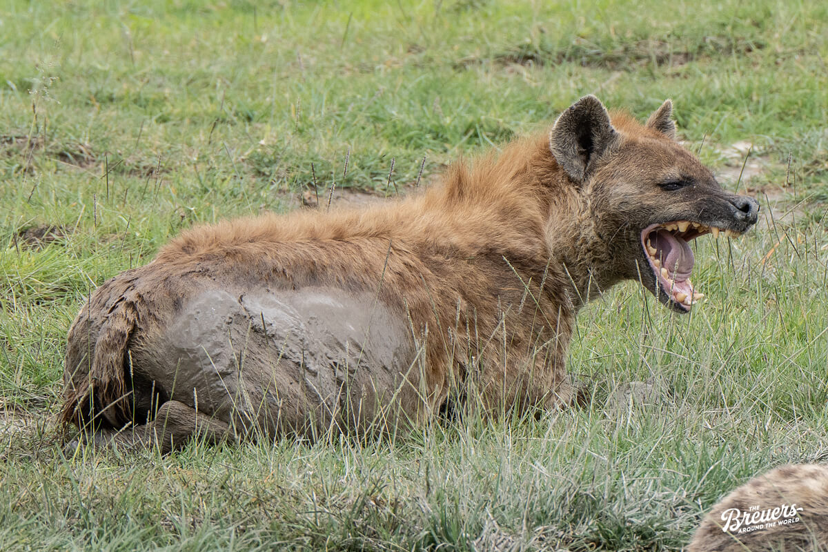 Hyäne im Ngorongoro Krater