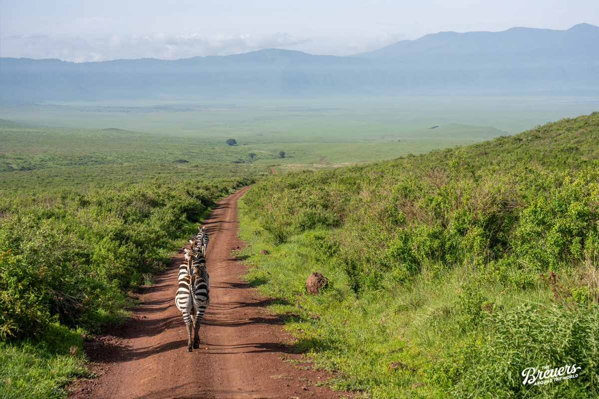 Zebras auf dem einzigen Weg hinunter in den Ngorongoro Krater