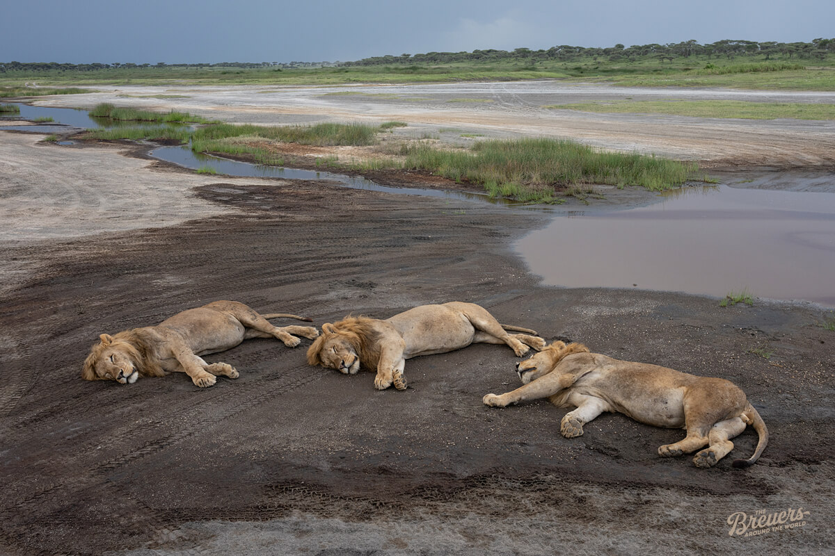Drei schlafende Löwen in der Serengeti