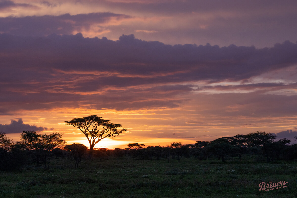 Akazie im Sonnenuntergang in der Serengeti