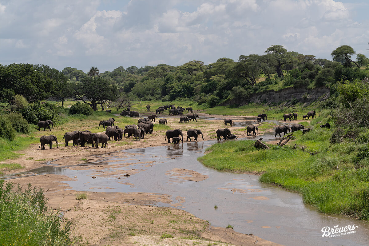 Elefanten im Tarangire River