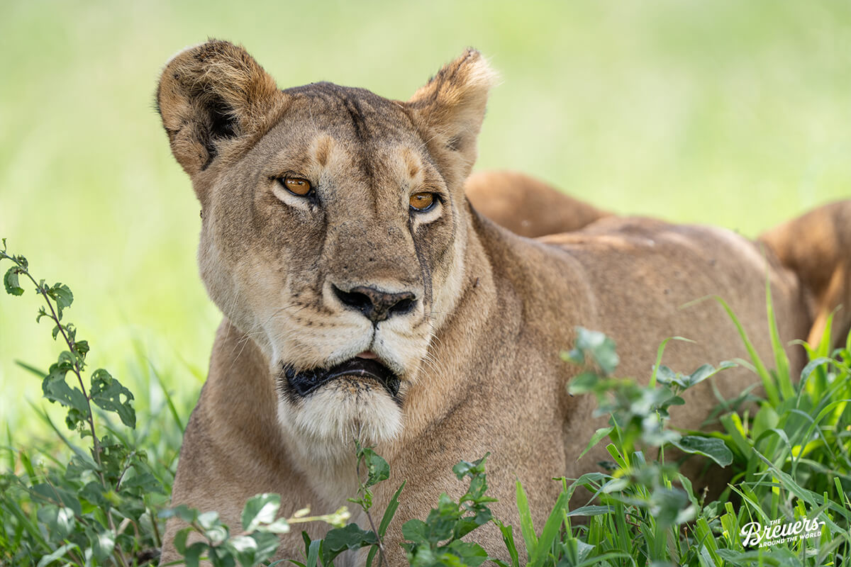 Löwin im Tarangire Nationalpark