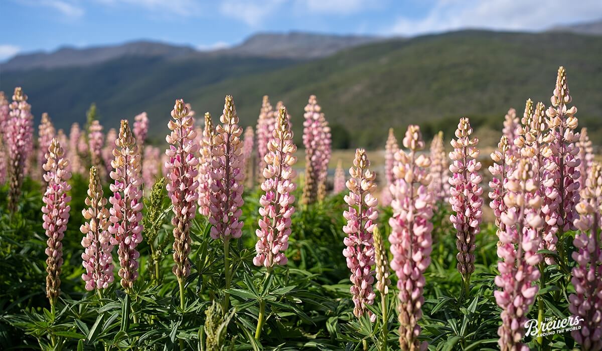Farbenfrohe Lupinen in Ushuaia
