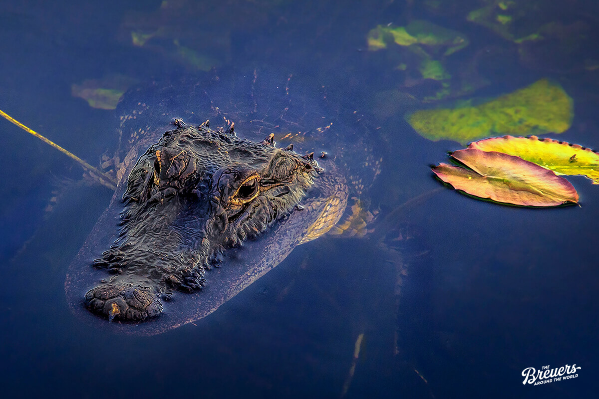 Alligator im Everglades Nationalpark Florida