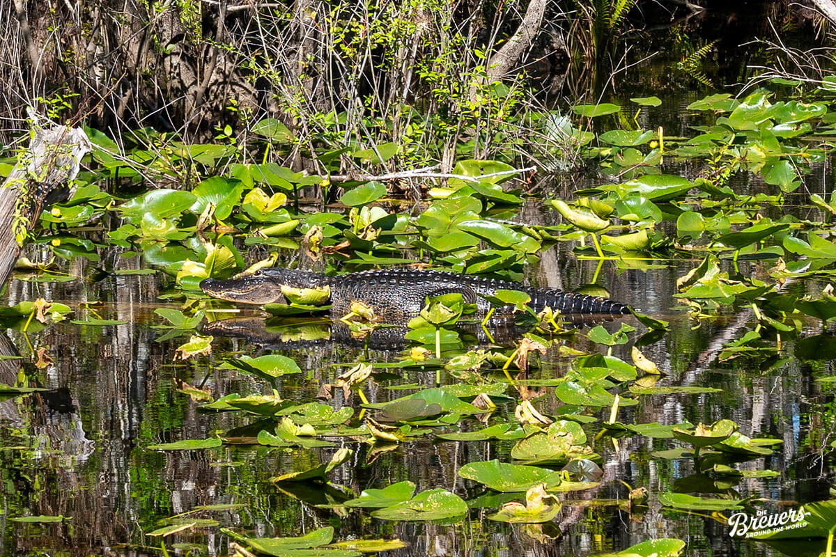 Alligator im Six Mile Cypress Slough Preserve bei Fort Myers in Florida