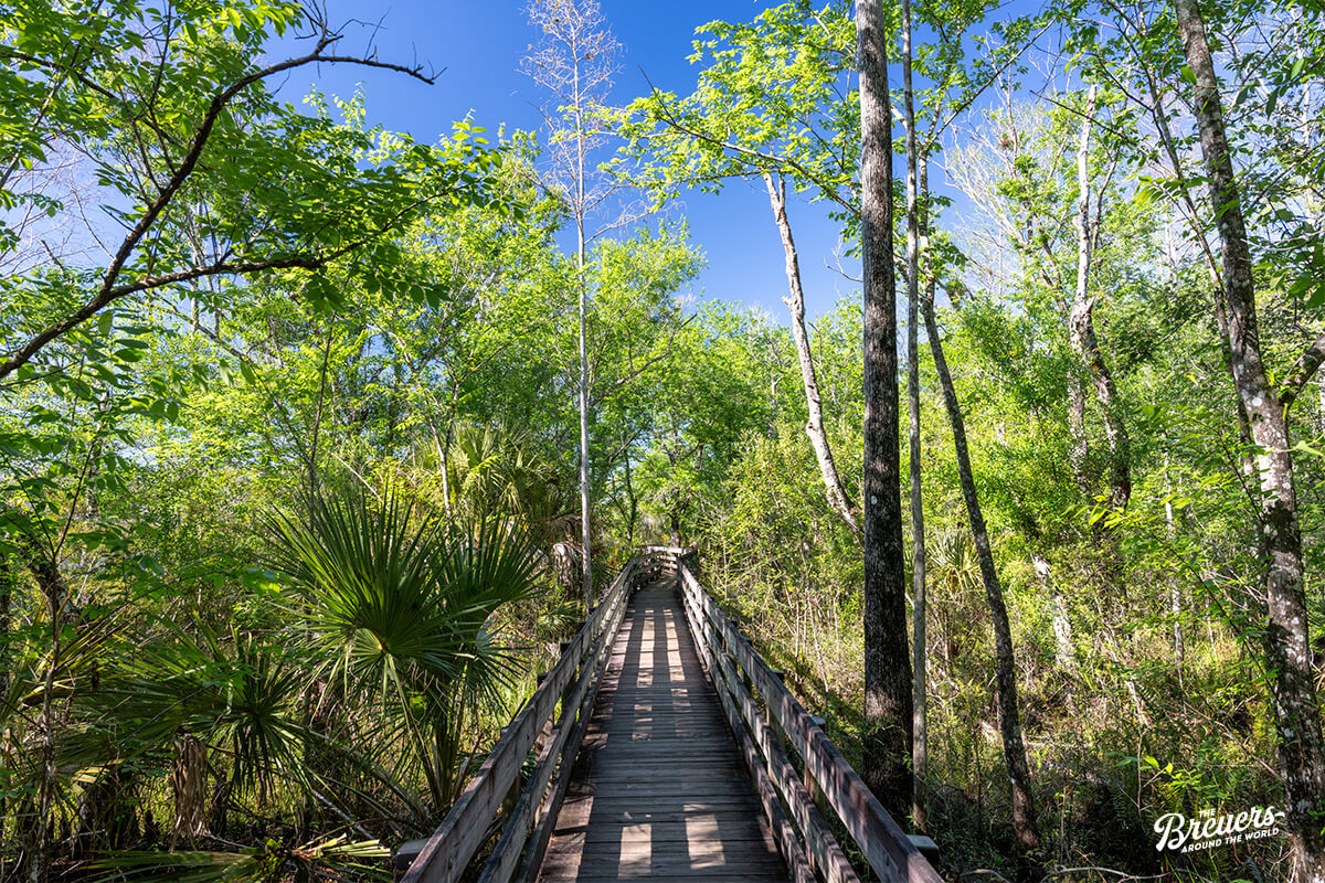 Six Mile Cypress Slough Preserve bei Fort Myers in Florida
