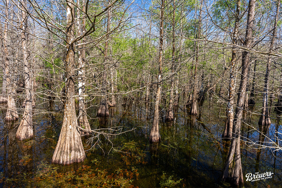 Six Mile Cypress Slough Preserve bei Fort Myers in Florida