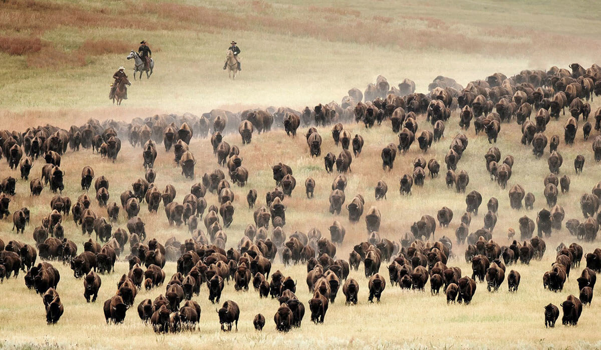 Buffalo Roundup im Custer State Park