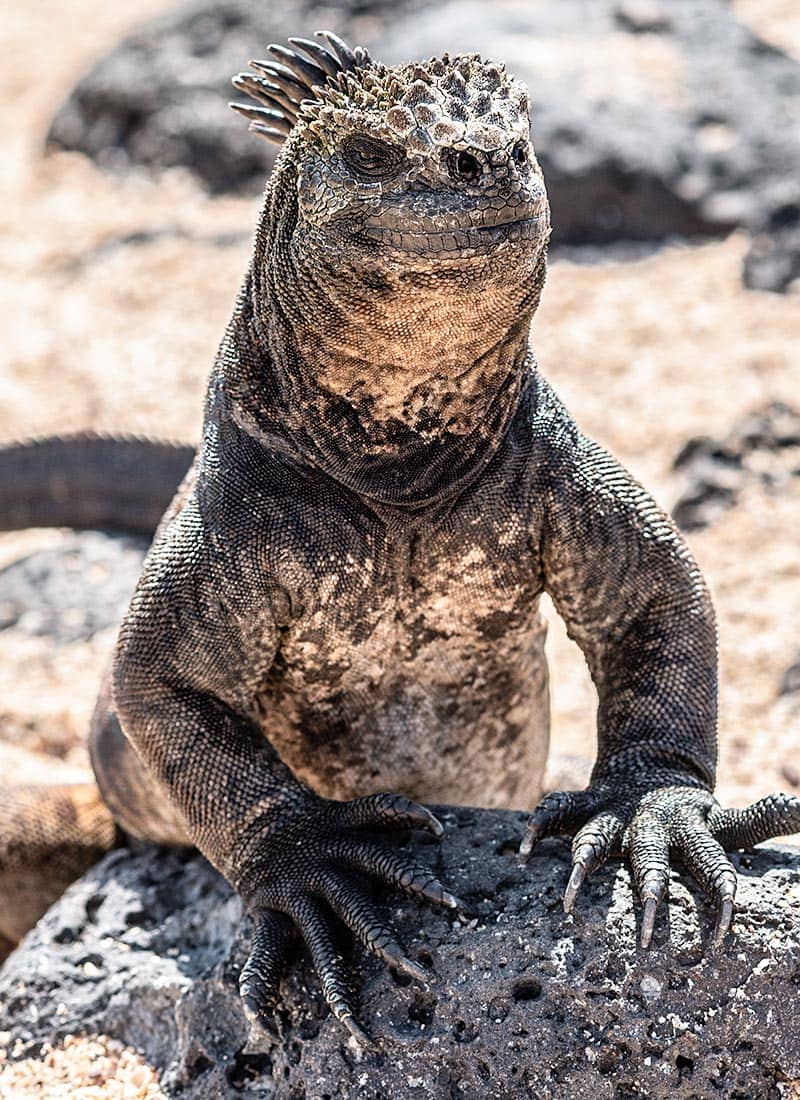 Reisebericht Inselhopping Galapagos