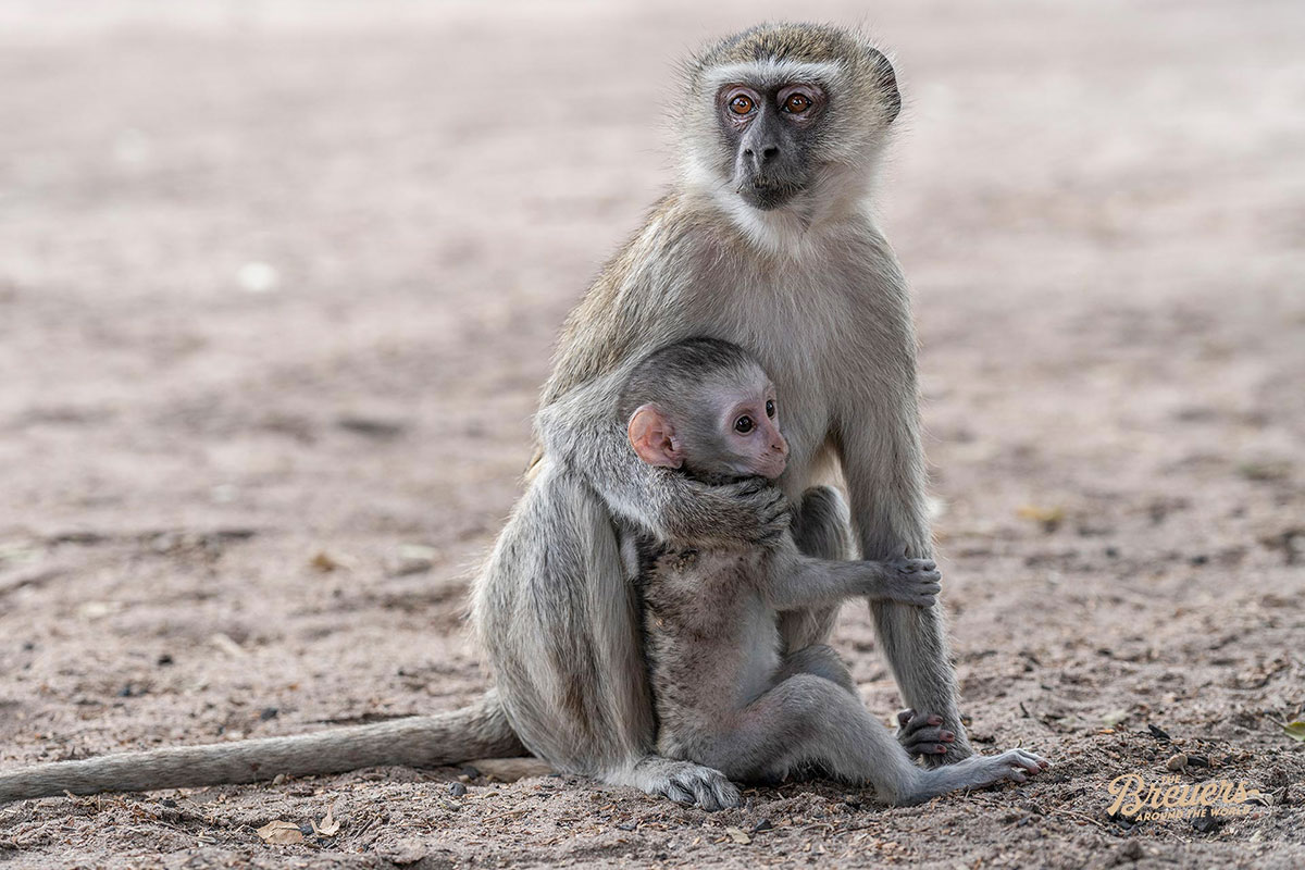 Affen-Mutter mit ihrem Jungtier ist besonders im Chobe geschützt