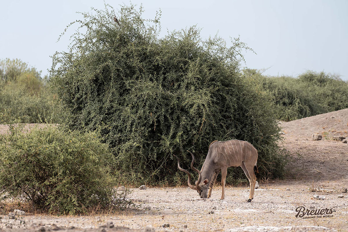 Streifen-Antilope im Chobe Nationalpark