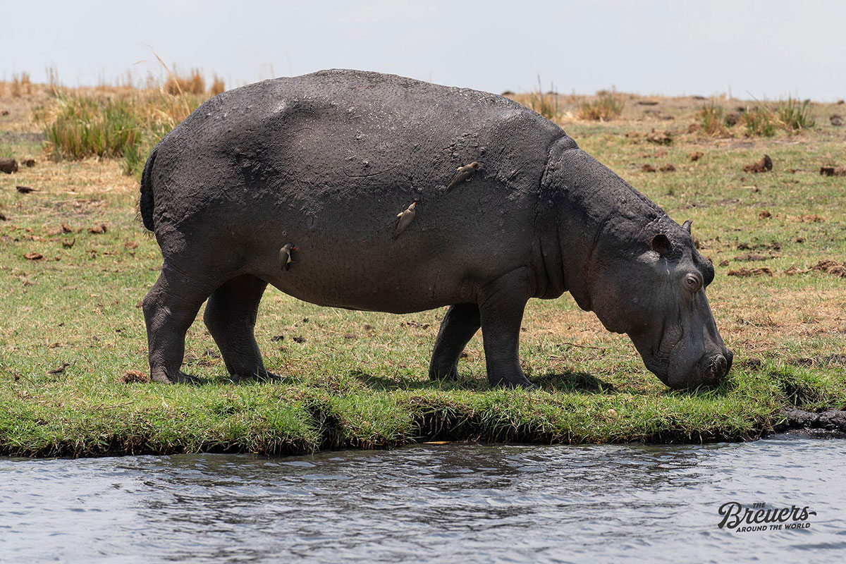 Flusspferde sind die gefährlichsten Tiere Afrikas