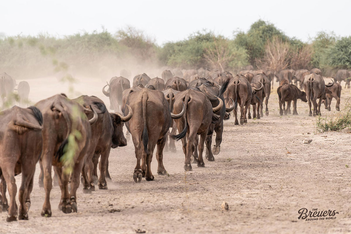 Riesige Büffelherde auf der Suche nach Wasser im Chobe Nationalpark