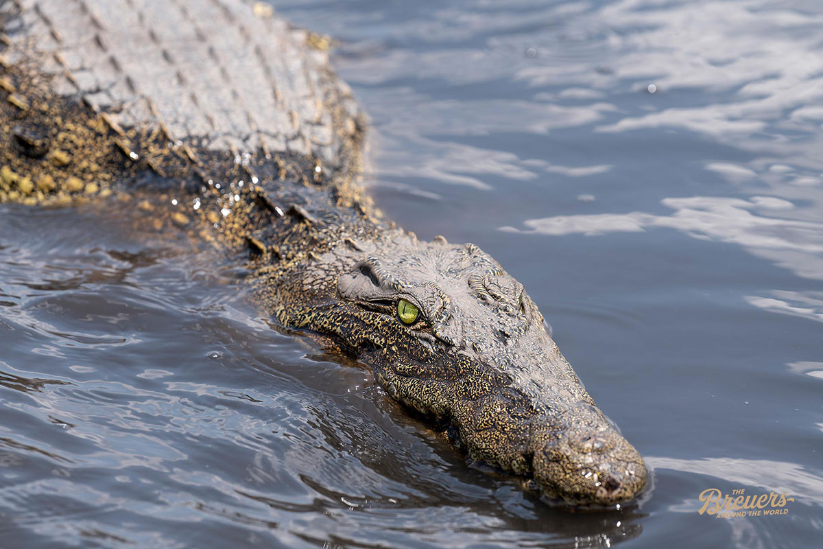Krokodil im Chobe River