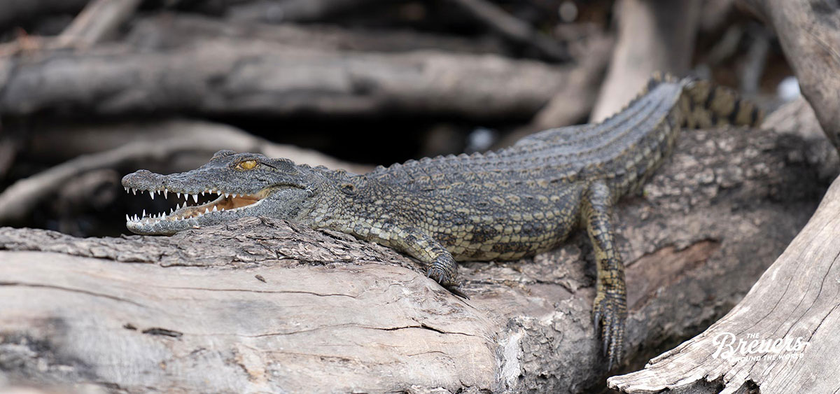 Junges Krokodil auf einem Baumstamm am Chobe River