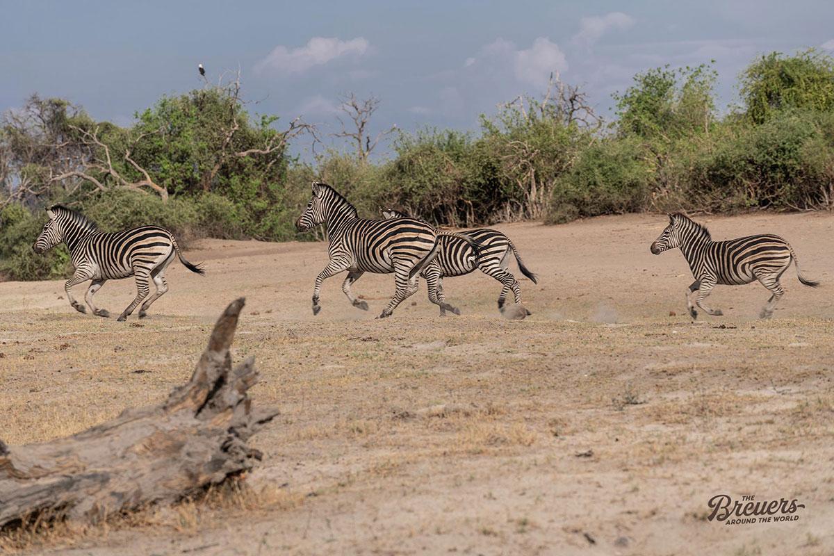 Eine Herde Zebras gallopiert durch den Chobe Nationalpark