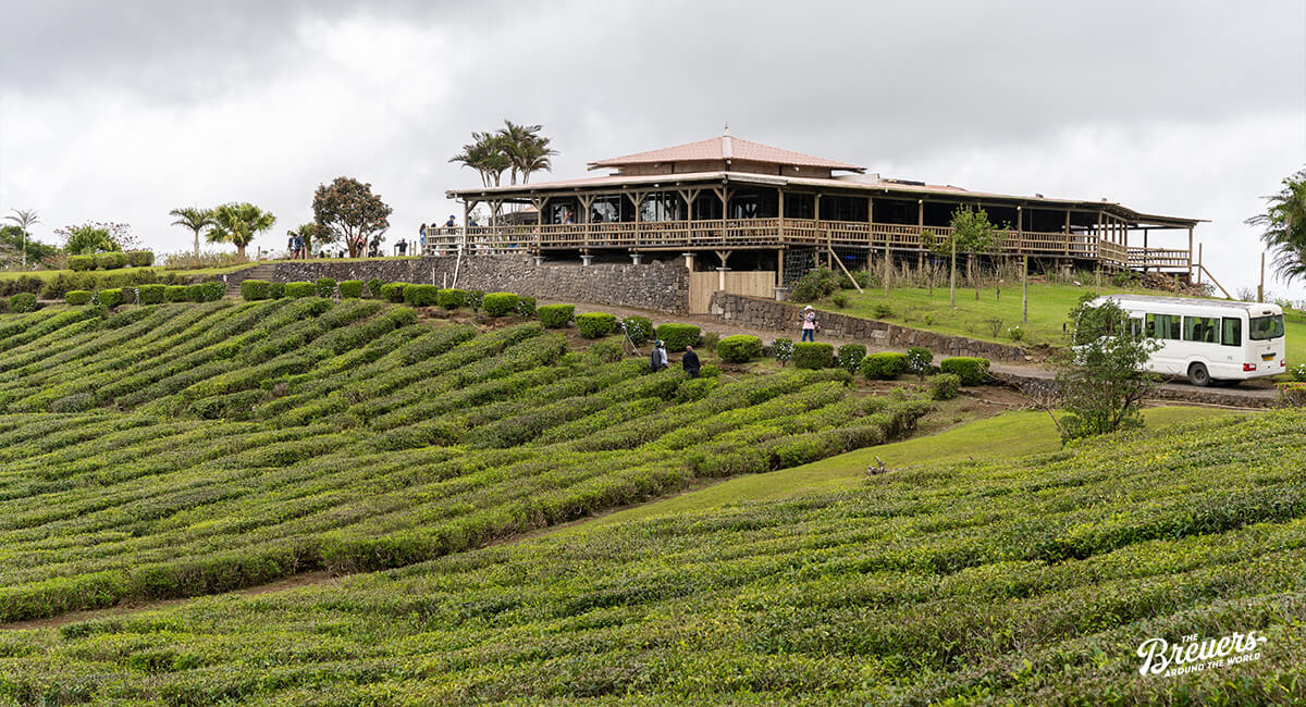Bois Cheri Teeplantage auf Mauritius