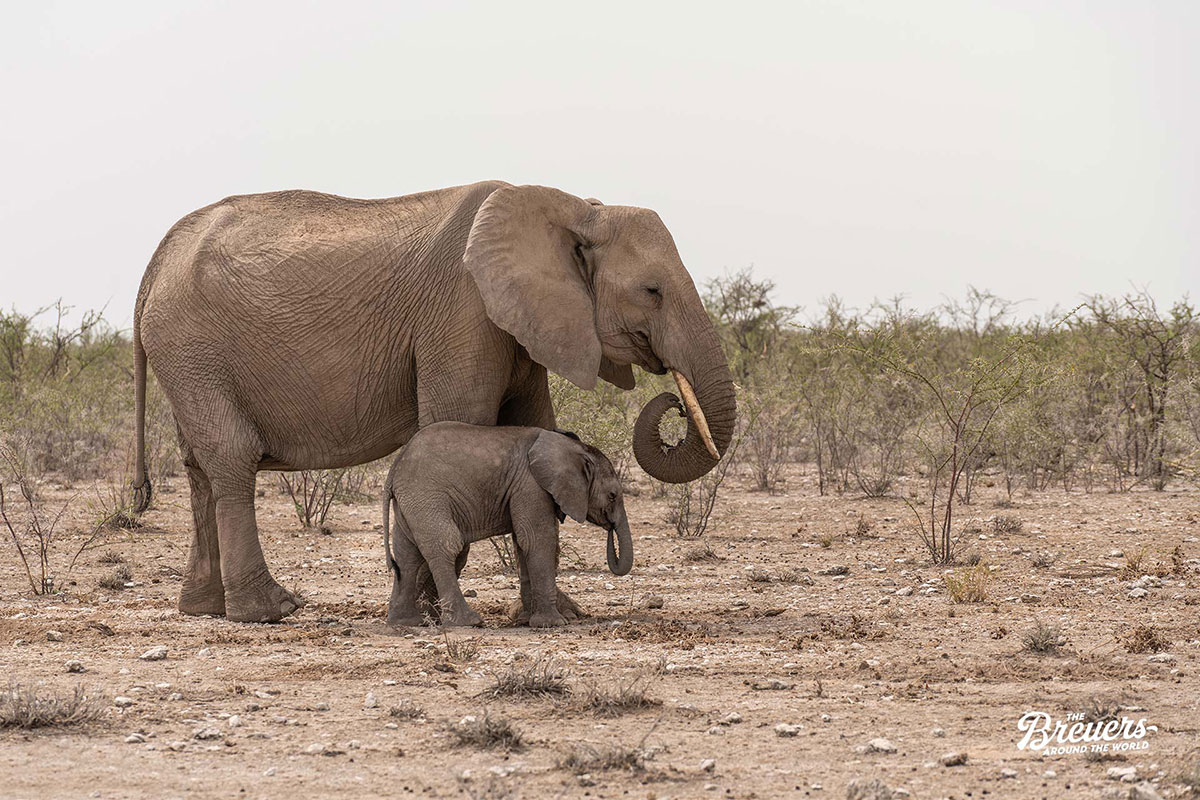 Elefanten findet man überall im Etosha Nationalpark