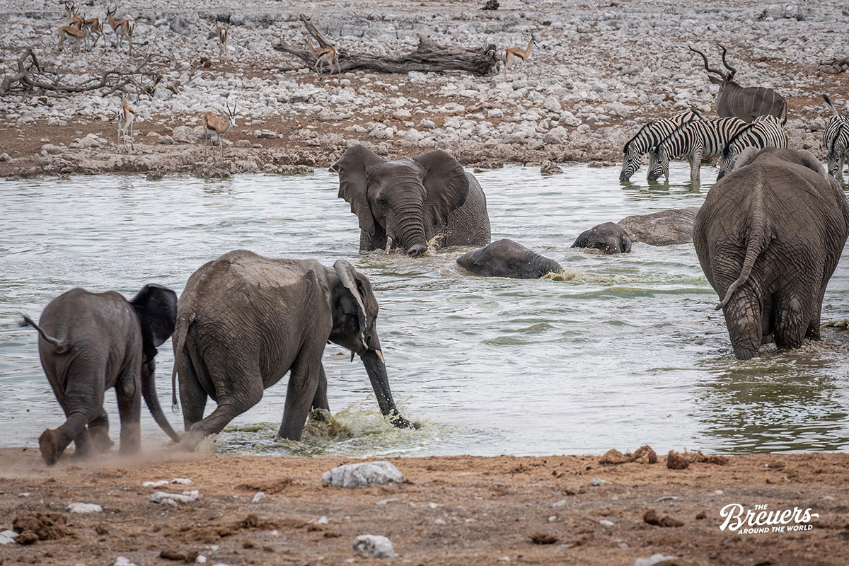 Elefanten plantschen im Wasser vom Etosha Nationalpark Namibia