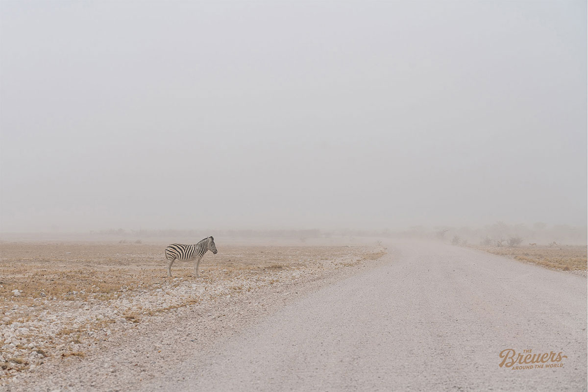 Sandsturm hüllt ein Zebra in Nebel im Etosha Nationalpark