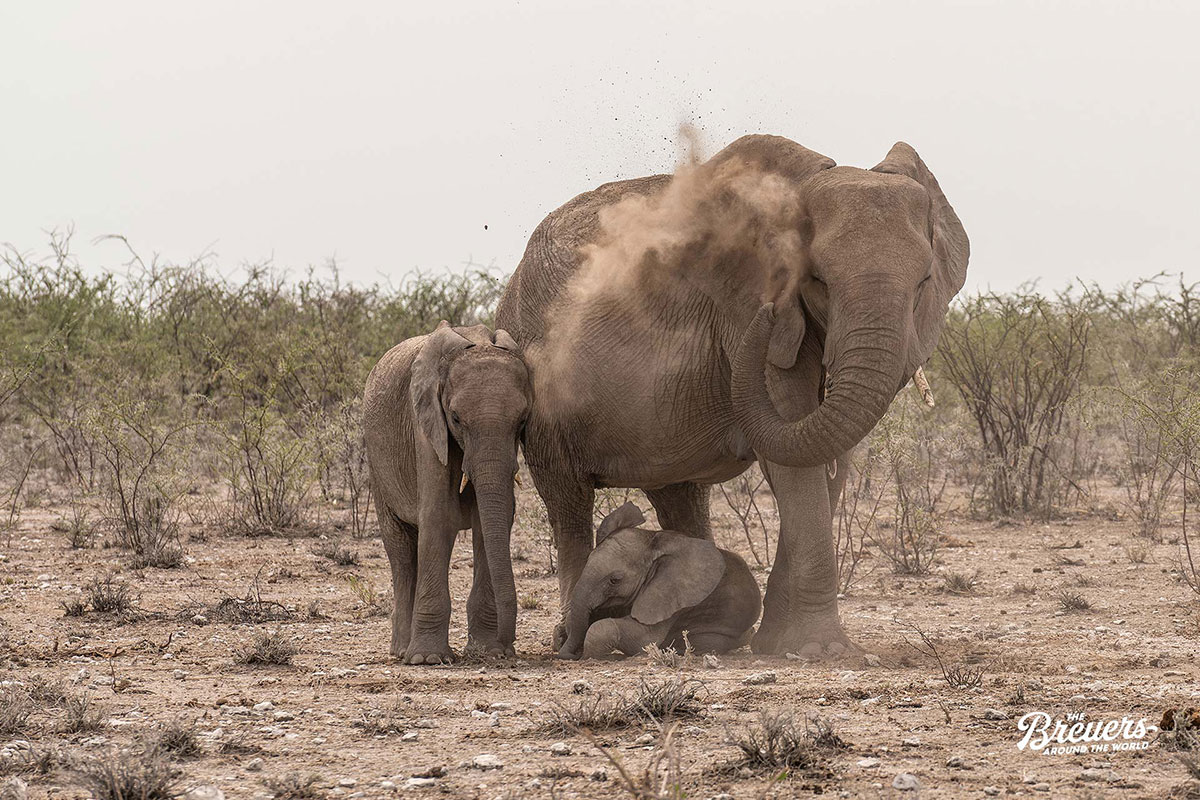 Elefanten Bulle mit zwei Babys im Etosha