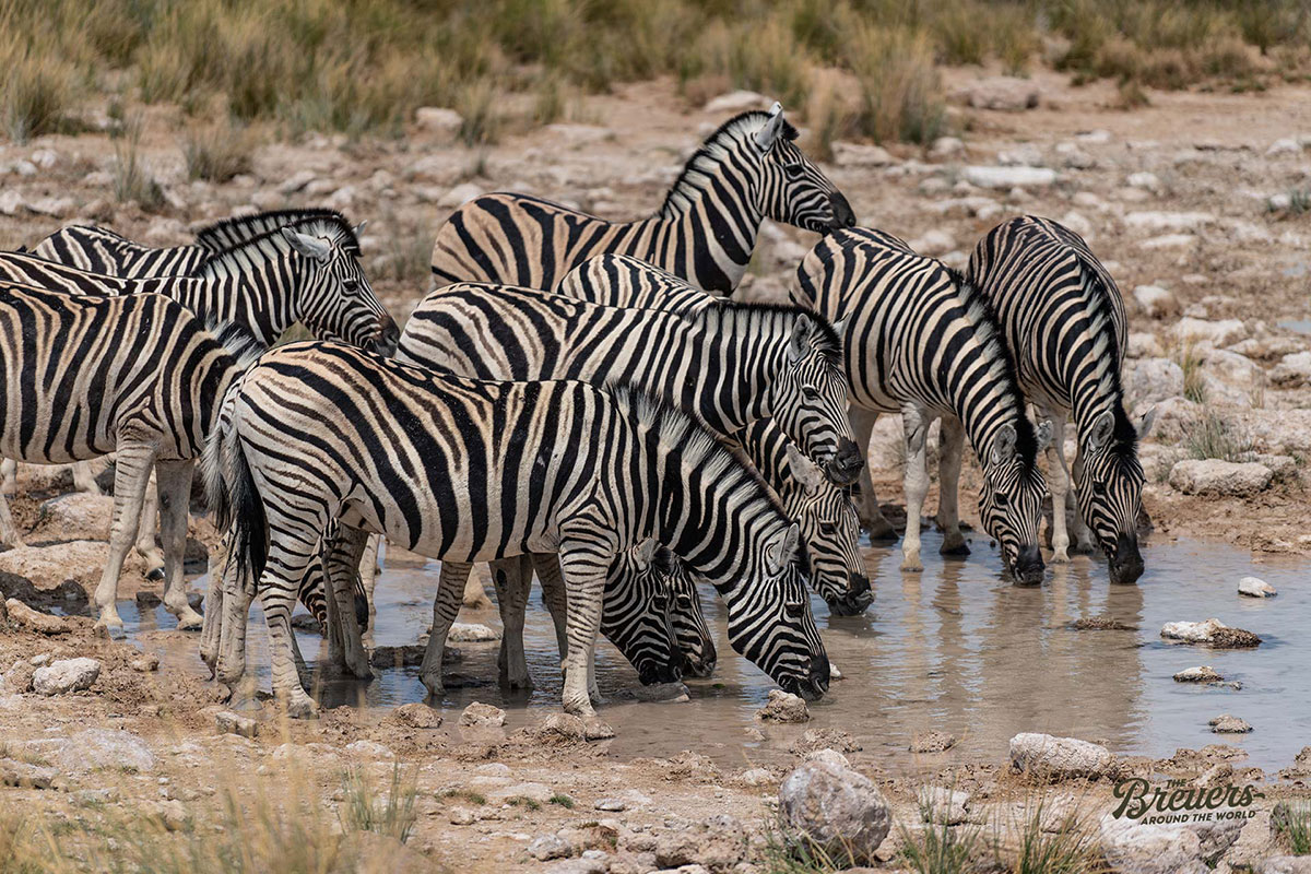 Zebras an einem Wasserloch im Etosha Nationalpark Namibia