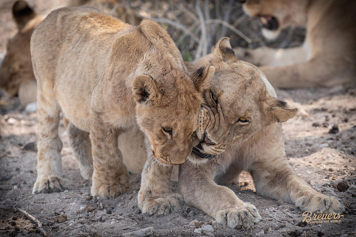 Baby Löwen im Etosha Nationalpark in Namibia