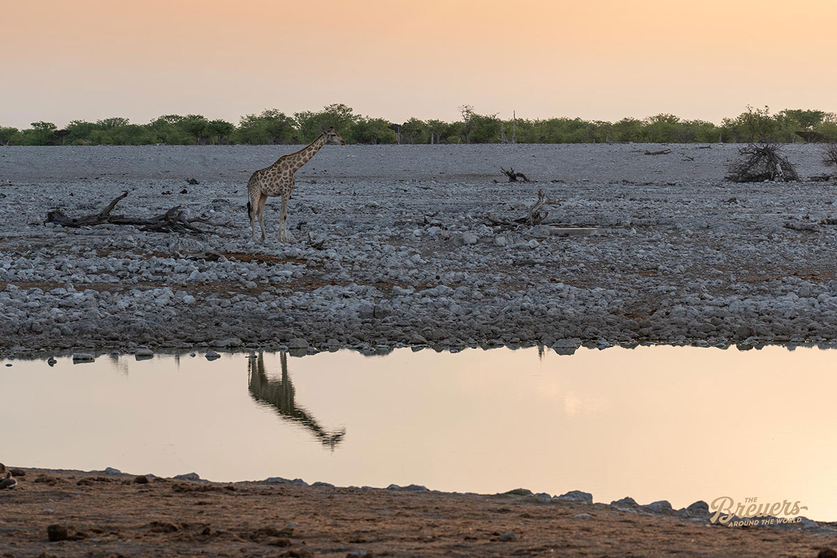 Giraffe spiegelt sich im Wasser während eines Sonnenuntergangs im Etosha