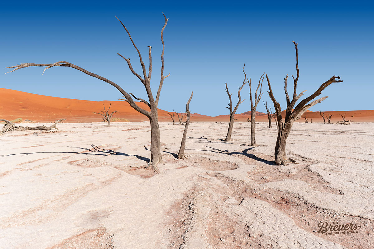 Kameldornbäume im Deadvlei Namibia