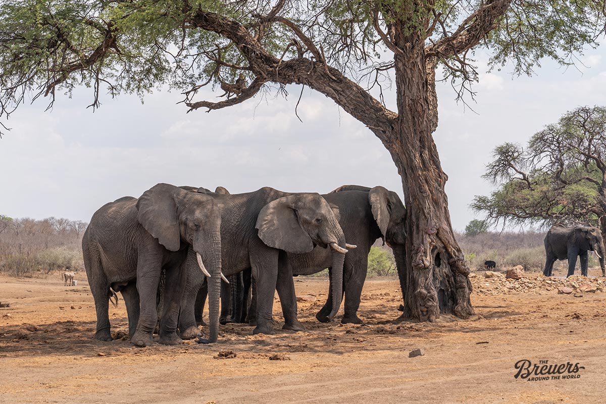 Elefanten suchen Schatten unter einem Baum im Mahango Game Reserve