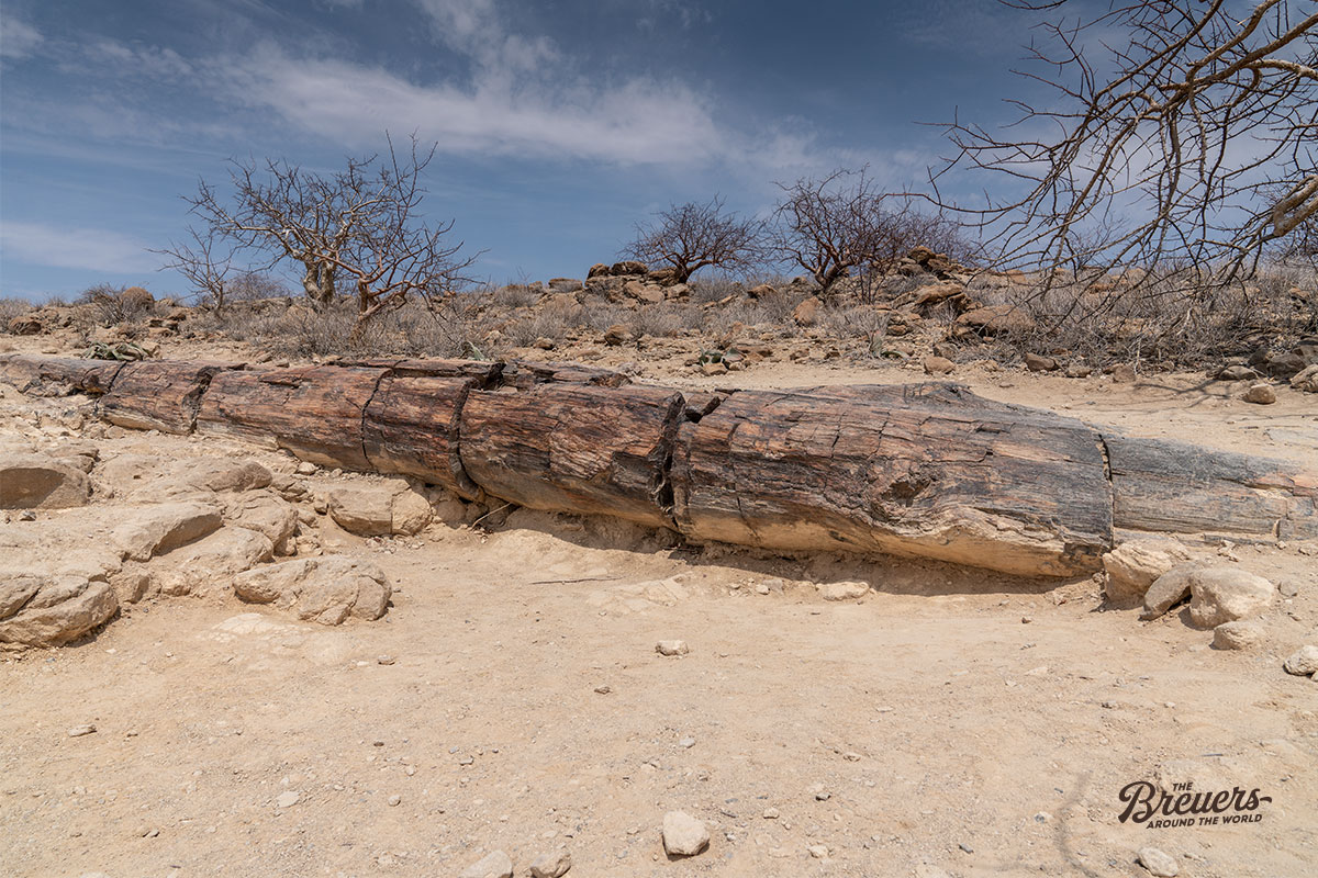 Petrified Forest zeigt versteinerte Bäume im Damaraland von Namibia