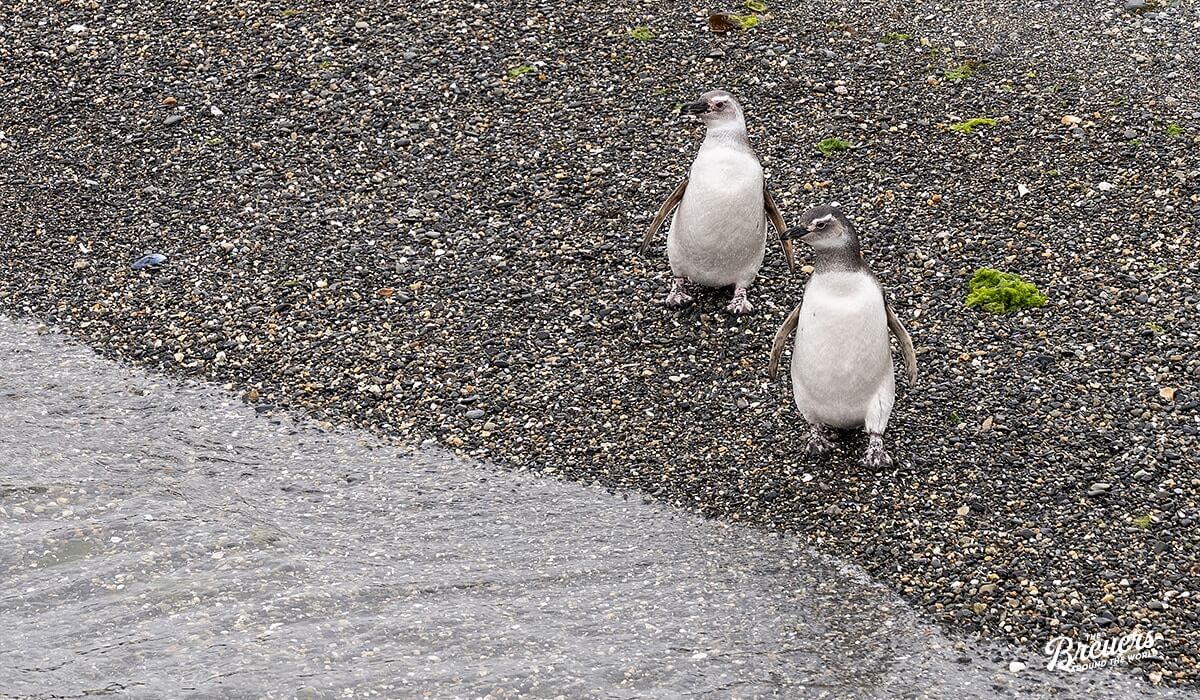 Pinguine an einem Strand im Beagle Kanal von Ushuaia