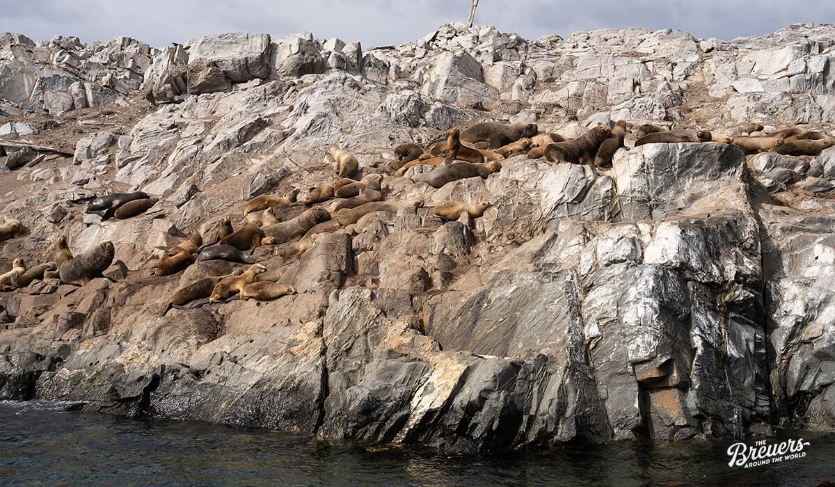 Seelöwen auf einem Felsen im Beagle Kanal von Ushuaia