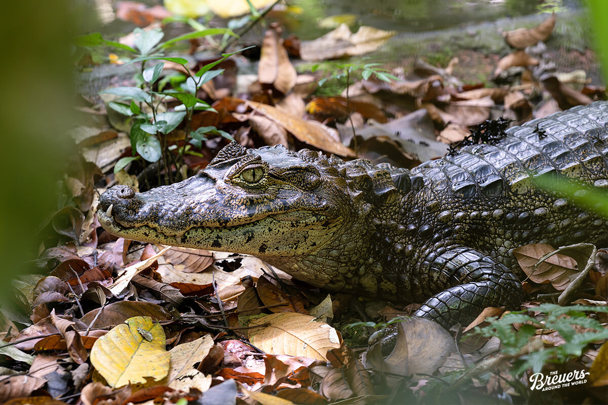 Alligator im Manzanillo Wildlife Refuge Costa Rica 