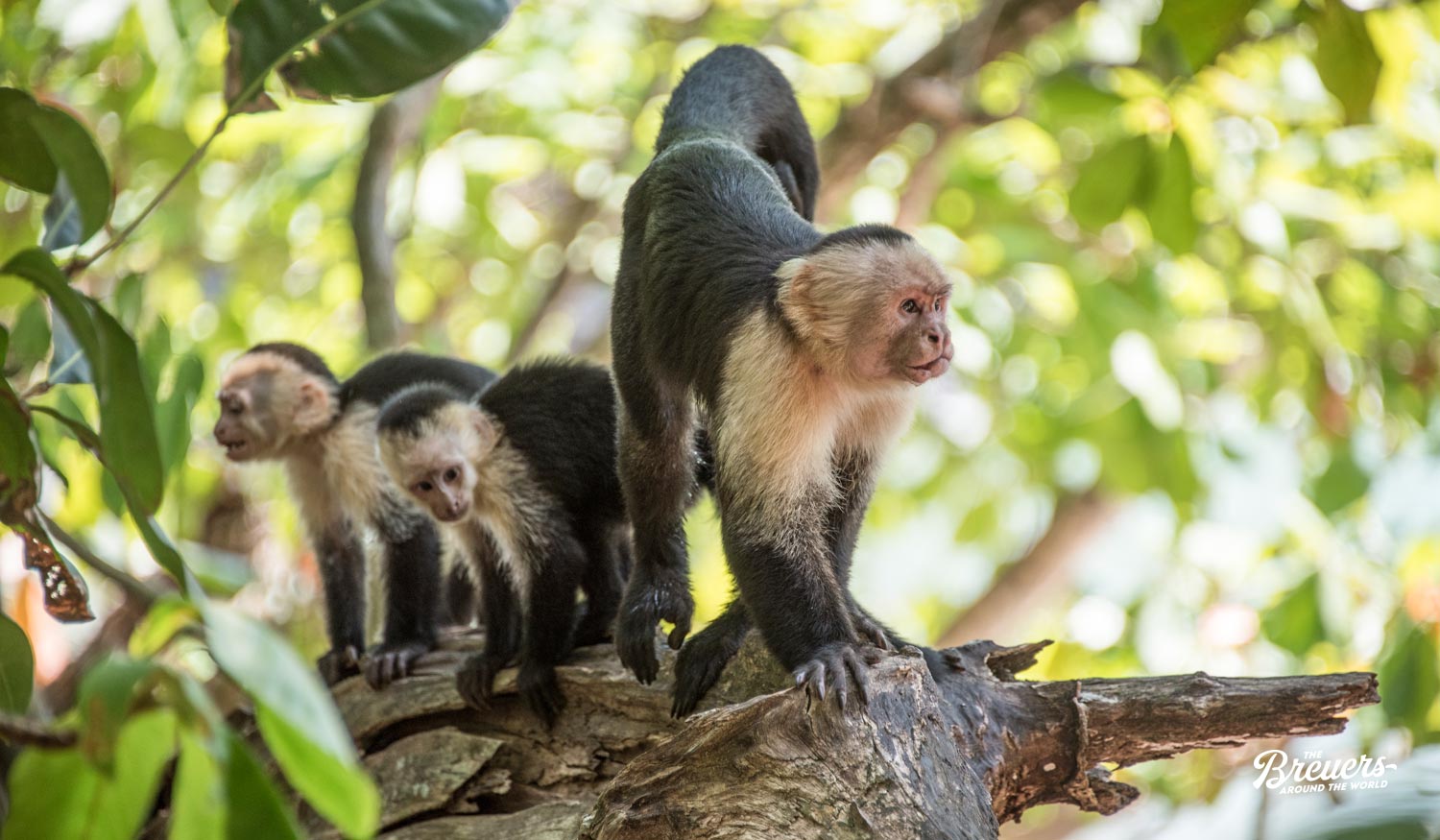 Affen im Nationalpark Manuel Antonio in Costa Rica