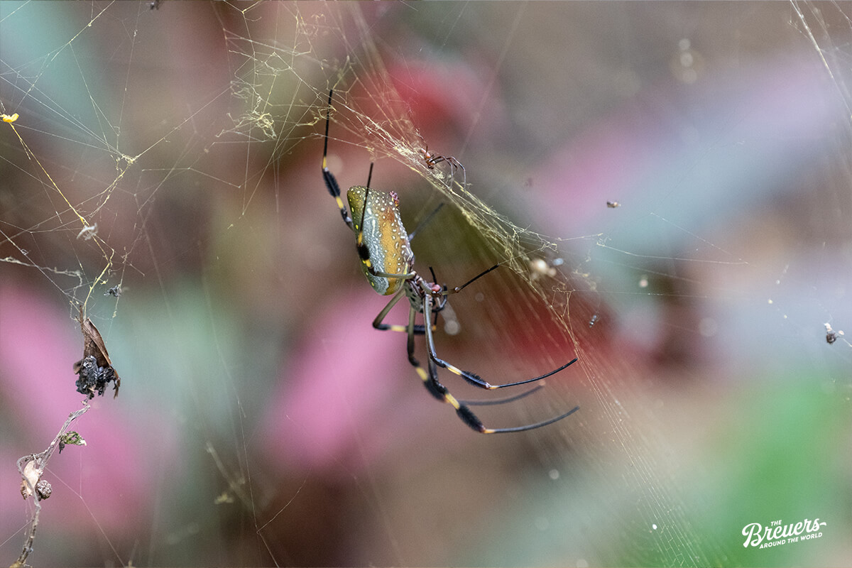 Spinne im Manzanillo Wildlife Refuge Costa Rica 