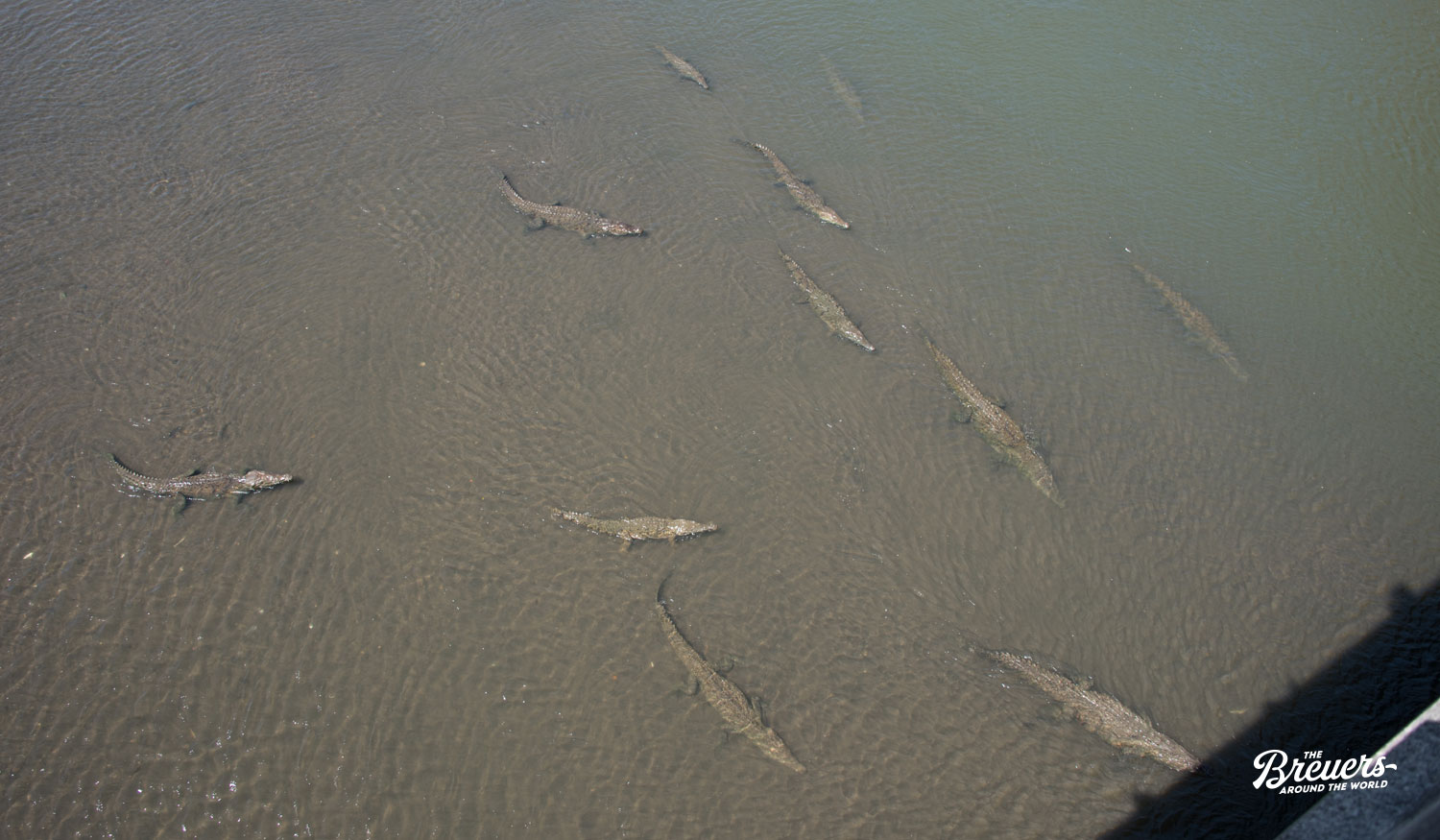 Krokodile im Rio Tarcoles in Costa Rica