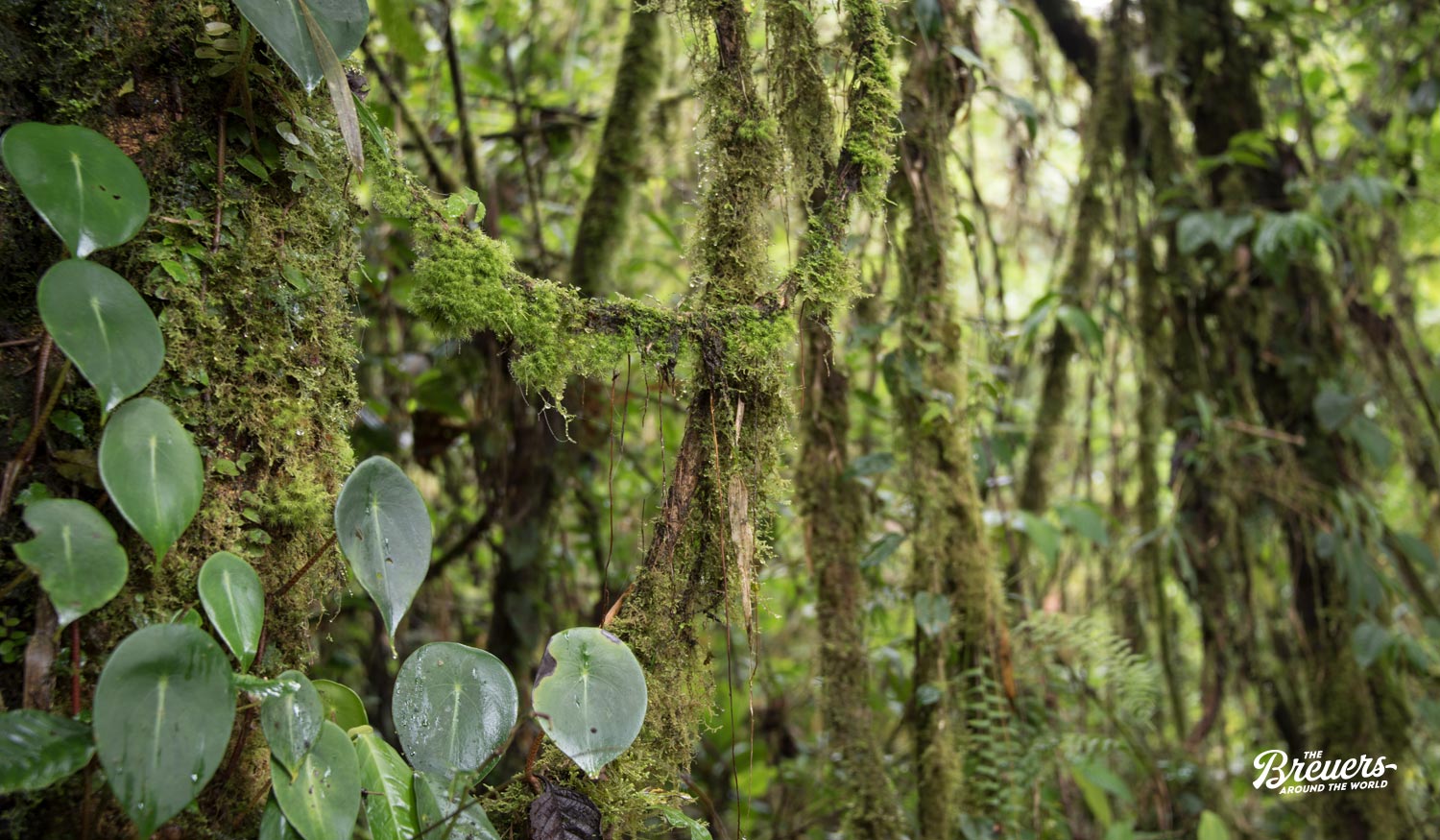 Dichter Dschungel im Nebelwald von Monteverde