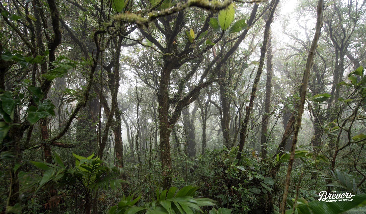 Nebelwald Monteverde in Costa Rica