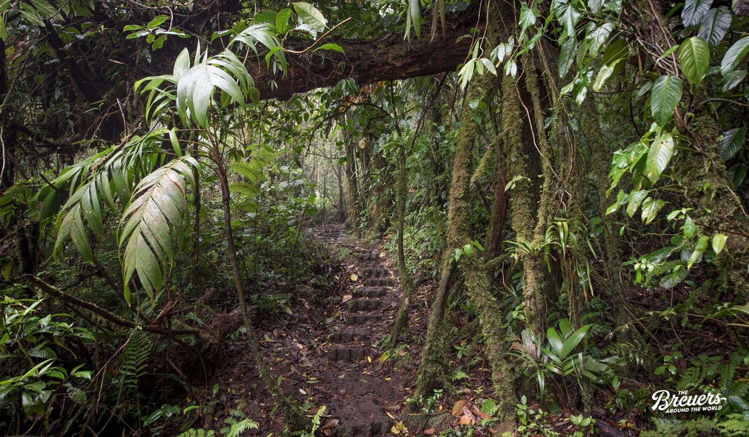 Nebelwald von Reserva Santa Elena in Costa Rica