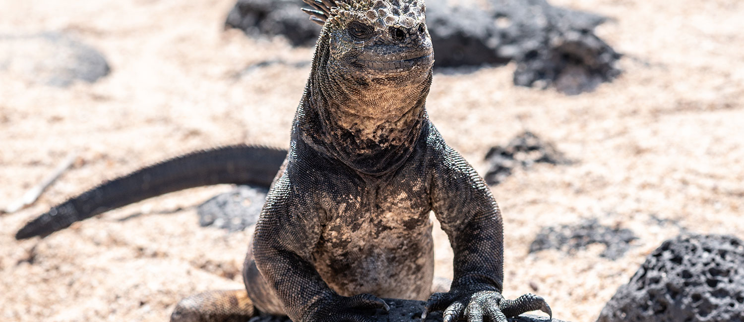 Reisebericht Galapagos Inselhopping Ecuador