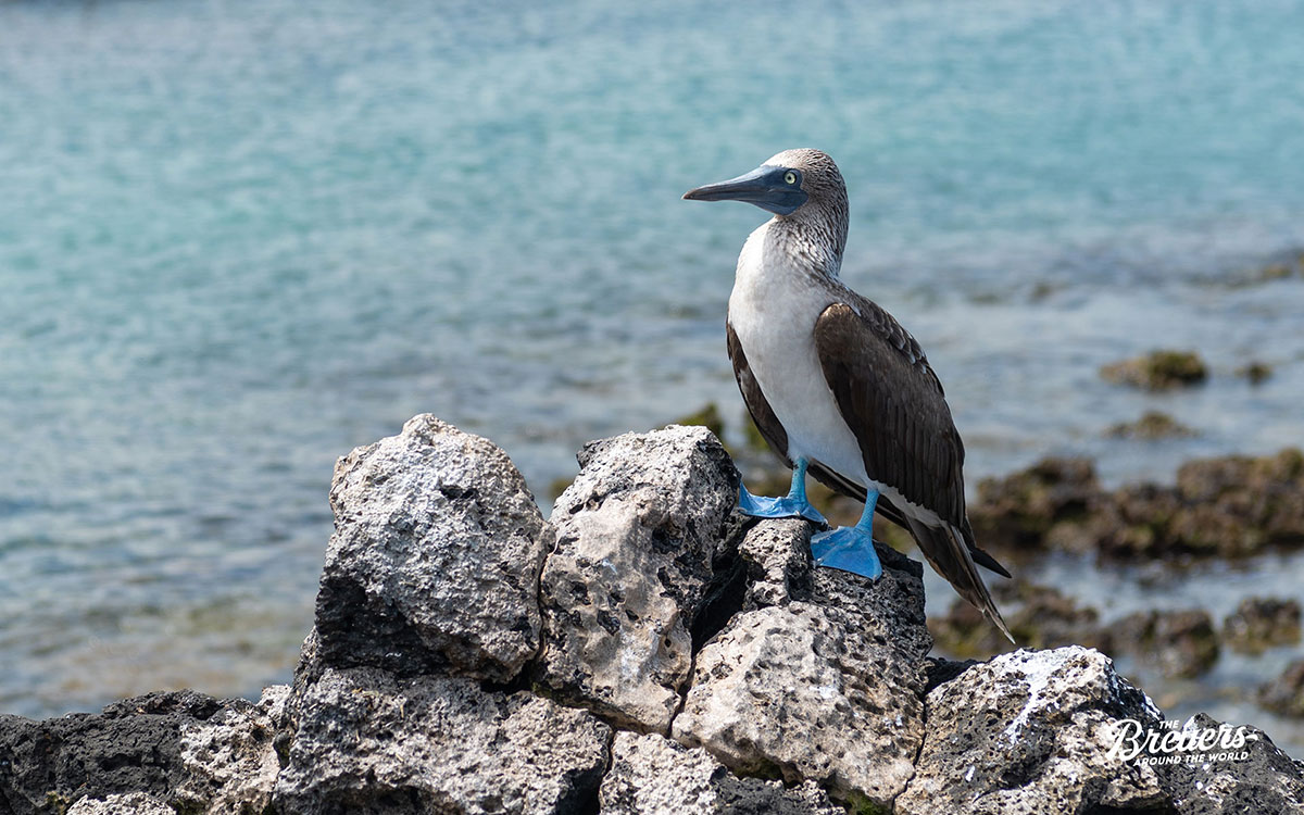 Blue Foot Boobie Vogel auf Galapagos