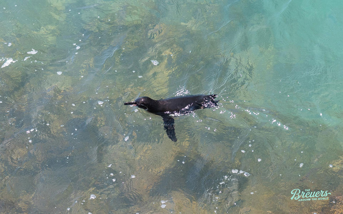 Pinguin auf Galapagos