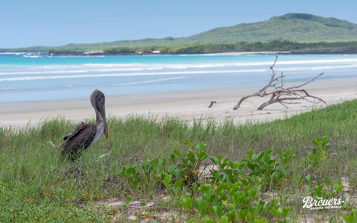 Pelikan sitzt am Strand von Galapagos